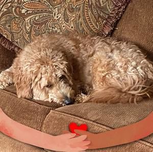 Meet your Posher, Dottie